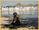 3033-Pushkar-Dscf0455.jpg